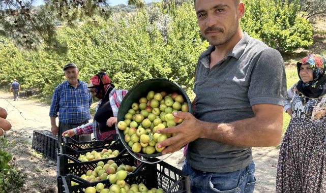 Kavurucu sıcakta zorlu hasat: Kayısı tarladan 25 TL ile 30 TL arasında alıcı buluyor