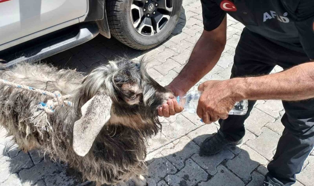 Kayalıklarda mahsur kalan kurbanlık keçiyi AFAD ekipleri kurtardı