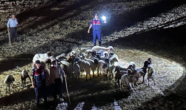 Kaybolan küçükbaş hayvanlar 9 saatlik çalışma sonrası bulundu