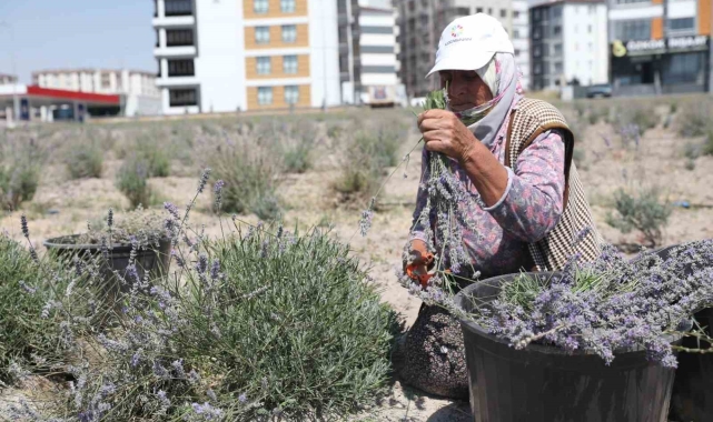 Kayseri'nin parfüm kokan mahallesi: Erkilet