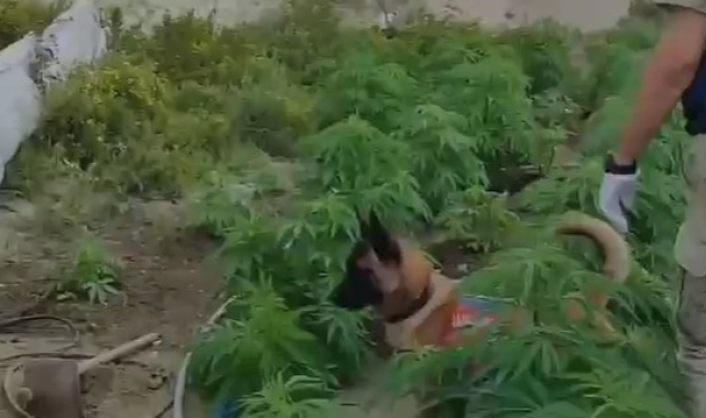 Kenevir eken şahsın kimliği tarlaya yerleştirilen kamerayla tespit edildi