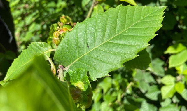 Kestane ormanlarına savaşçı böcekler bırakıldı