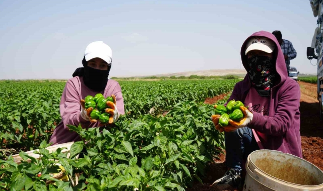 Kilis'te kavurucu sıcak altında en acı hasat