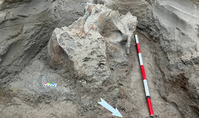 Kırgızistan'daki bir taş ocağında mamut kemikleri bulundu