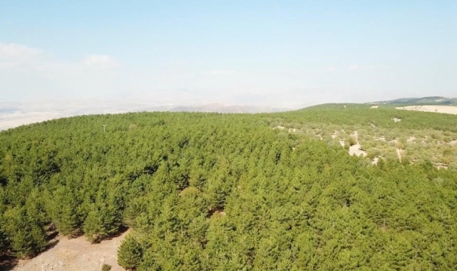 Kırıkkale'de ormanlık alanlara giriş yasağı