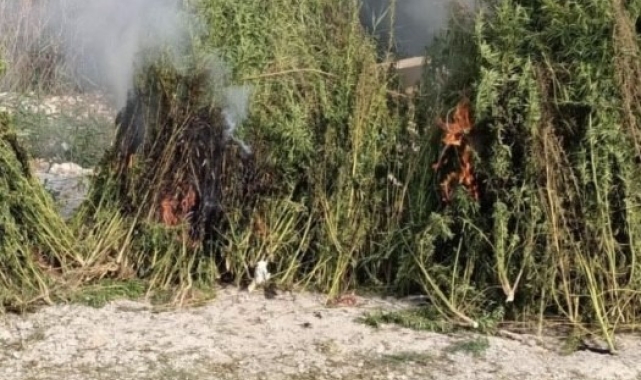 Kırklareli'nde ayçiçeği tarlasında 1 milyon kök Hint keneviri ele geçirildi