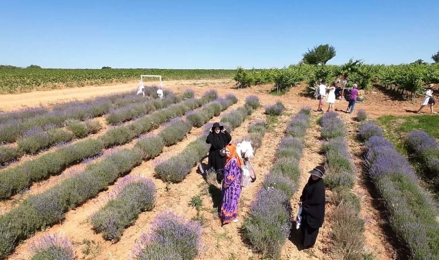Kırklareli'nde mor turizme ilgi yoğun