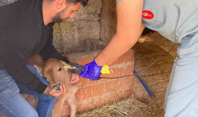 Koçarlı'da büyükbaş hayvanların aşılanması devam ediyor