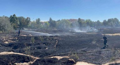 Köpek besleme alanındaki yangından etkilenen 3 kaplumbağa tedavi altına alındı