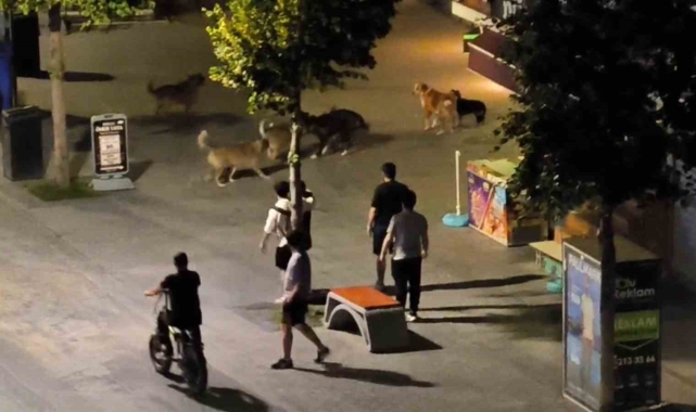 Köpekler birbirlerine saldırdı, vatandaşlar yoldan geçemedi