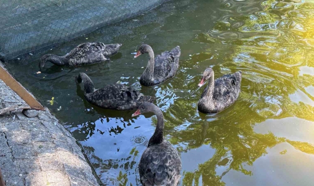Kuğulu Park'taki yavru kuğular büyüdü