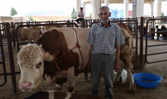 Kurban pazarının en büyük tosunu 230 bin liraya satışta