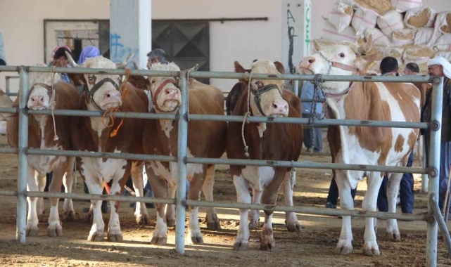 Kurban pazarlarında hareketlilik yaşanıyor