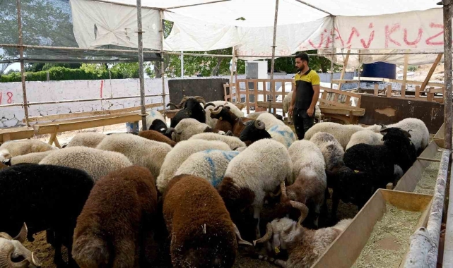 Kuşadası Belediyesi Kurban Bayramı'na hazır