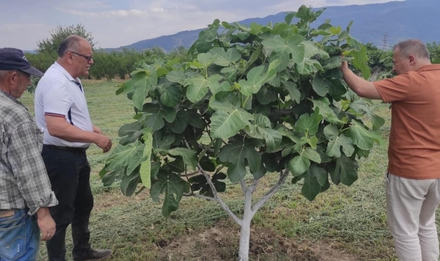 Kuyucak'ta incir bahçelerinde hastalık ve zararlı kontrolü yapıldı