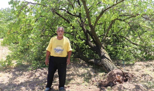 Malatya'da kayısı hasadı için gün sayan çiftçilere fırtına şoku