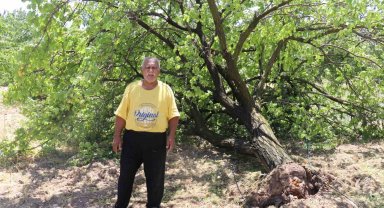 Malatya'da kayısı hasadı için gün sayan çiftçilere fırtına şoku