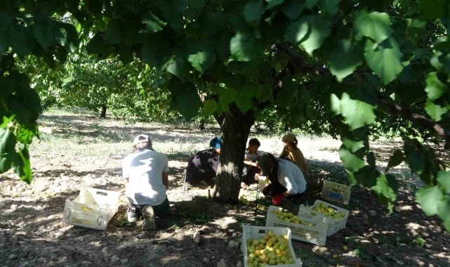 Malatya'da 'sarı altın' hasadı başladı