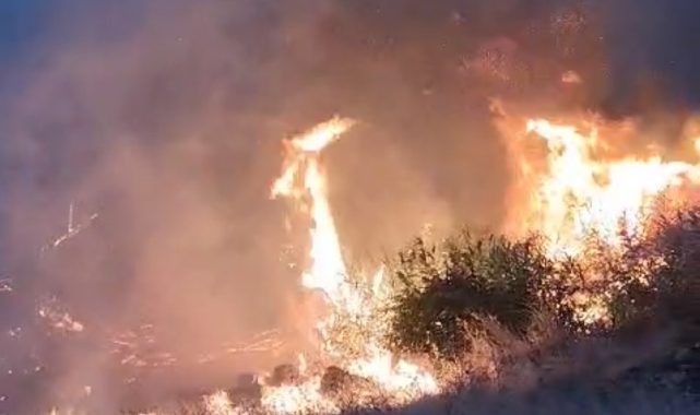 Mardin&#039;deki orman yangını söndürüldü