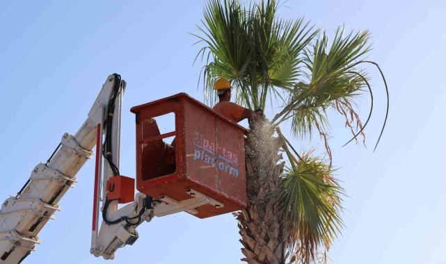 Marmaris'te palmiyelerin bakımı yapıldı