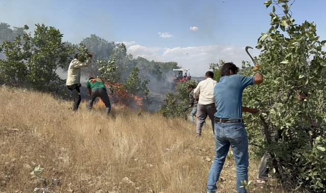 Mazıdağı'nda 20 dönüm ekili arazi küle döndü