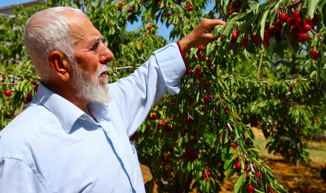 Medeniyetler beşiği 5 bin yıllık Harput'ta erken kiraz hasadı