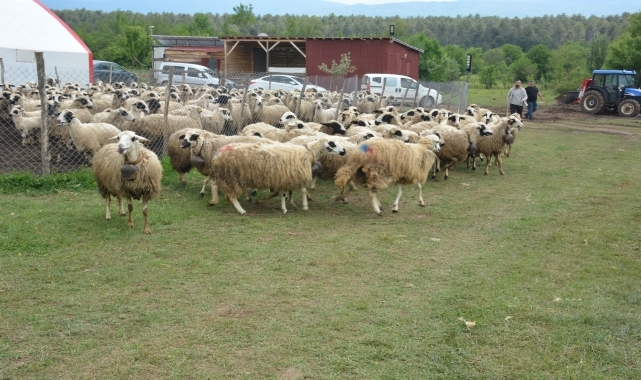 Mengen'de "Koç Katım Şenliği" gerçekleştirildi
