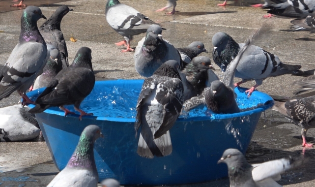 Mersin'de sıcaktan bunalan vatandaşlar soluğu denizde aldı