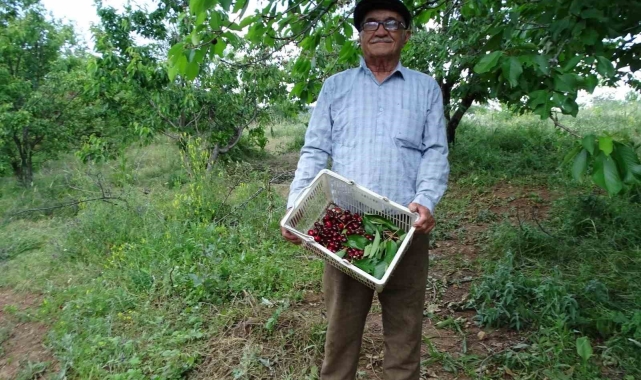 Meyve bahçesinin bakımını tek başına yapıyor