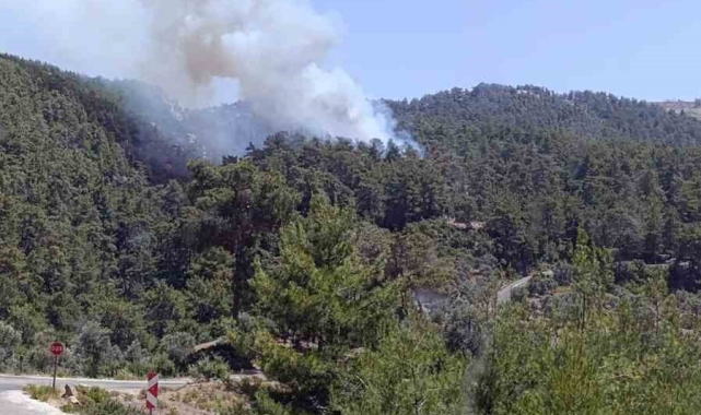 Milas'ta orman yangını
