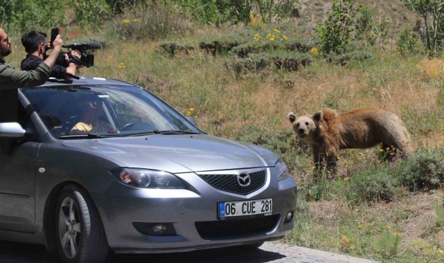 Nemrut'un maskotu ayıları görenler telefonlarına sarılıyor