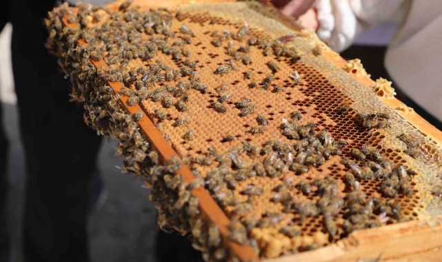 Niğde'de bal üreticilerine damızlık ana arı dağıtıldı