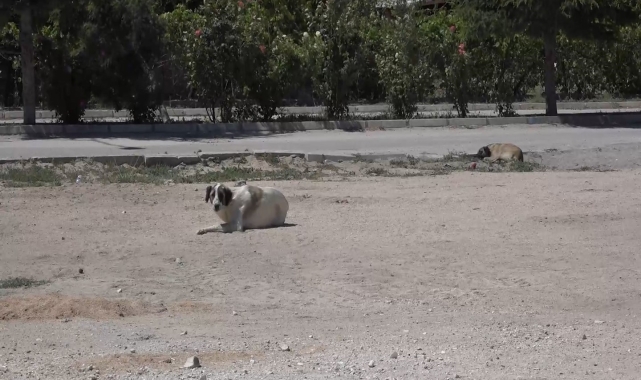 Niğde'de kuduz şüphesi olan köpeğin testi negatif çıktı