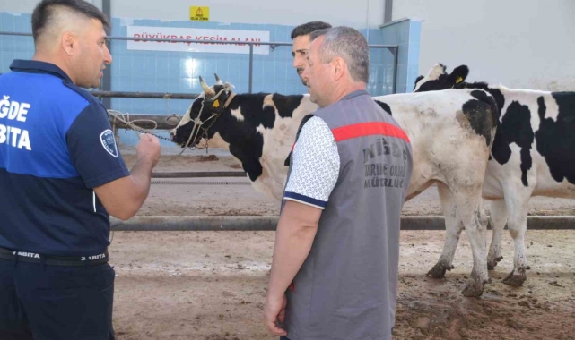 Niğde'de kurbanlık hayvan satış yerleri denetleniyor