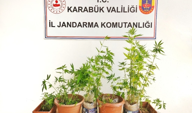 Ormanlık alanda kenevir eken şahıs tutuklandı