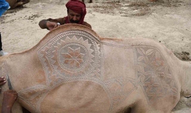 Pakistan'da bayram hazırlığı: Develer geleneksel motiflerle süslendi