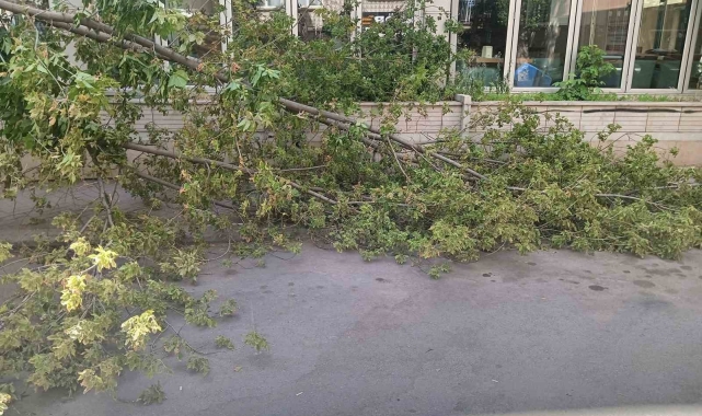 Rüzgarın devirdiği ağaç, park halindeki otomobillerin üzerine düştü