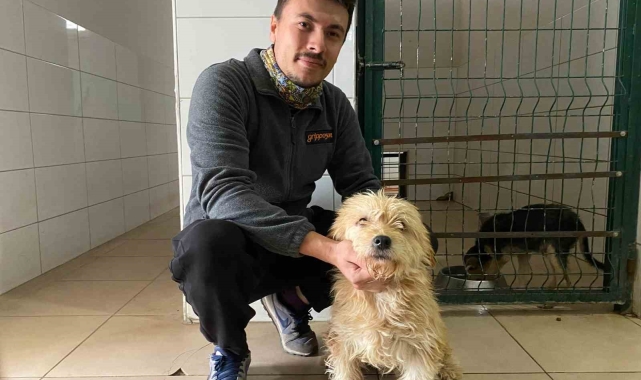 Sahipsiz köpeğe tümör ameliyatı