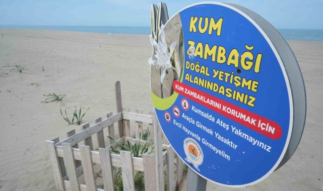 Samsun sahilinde açan kum zambağını koparan yandı: Cezası 387 bin TL
