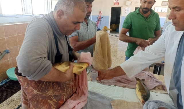 Şanlıurfa'da balıkların sağımı yapıldı