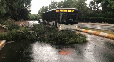Şanlıurfa'da fırtınada ağaçlar devrildi, yollar göle döndü
