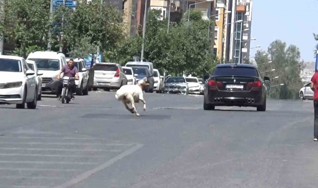 Şanlıurfa'da kaçan kurbanlık koç zor anlar yaşattı