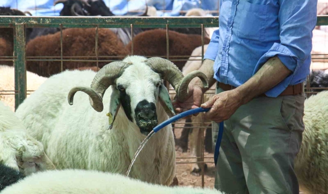 Sıcak hava kurbanlıkları da olumsuz etkiledi