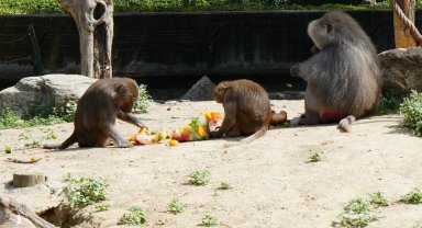 Sıcaktan bunalan hayvanlara buzlu meyve keyfi