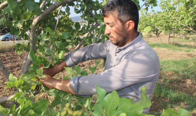 Siirt fıstığının aşılama dönemi başladı