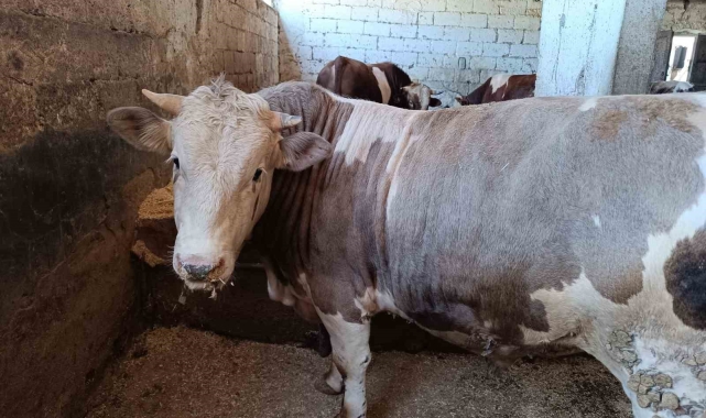 Siirt'te kurban kesim ücretleri belirlendi