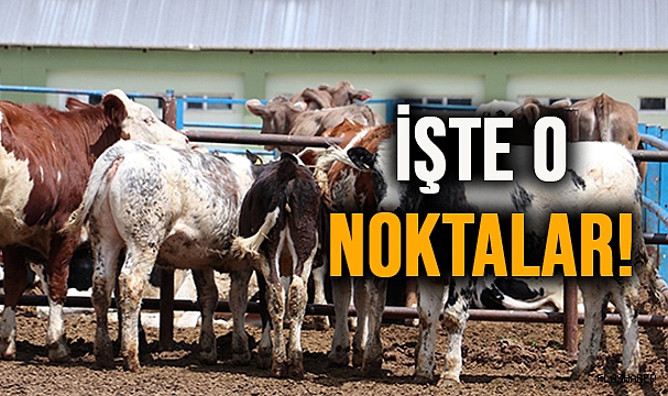 SİNOP’TA KURBAN SATIŞ VE KESİM YERLERİ AÇIKLANDI!