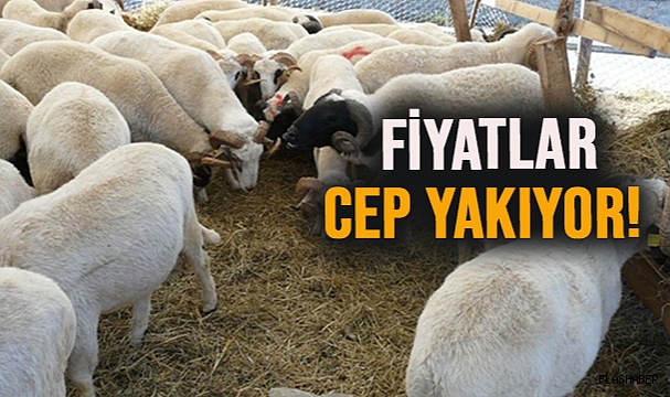 SİNOP’TA KURBANLIKLAR PAZARA İNDİ!