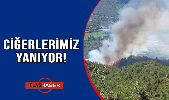 SİNOP’TA ORMAN YANGINI!