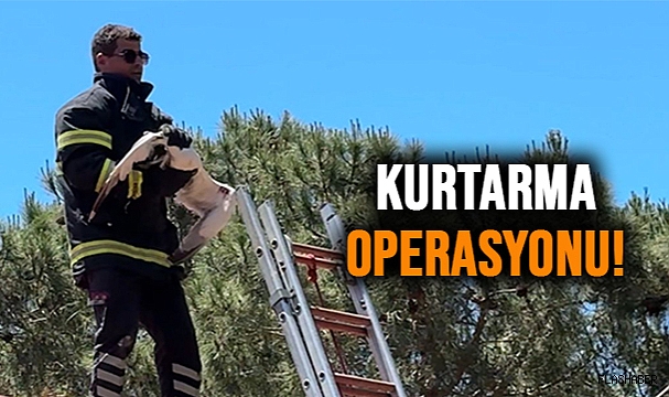 SİNOP’TA PARATONERE KANADINI SAPLAYAN MARTIYI İTFAİYE EKİPLERİ KURTARDI!